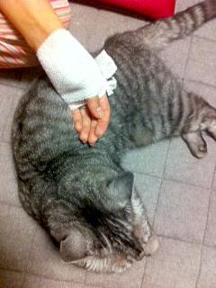 ホームページ制作のエディス-猫と格闘の跡。