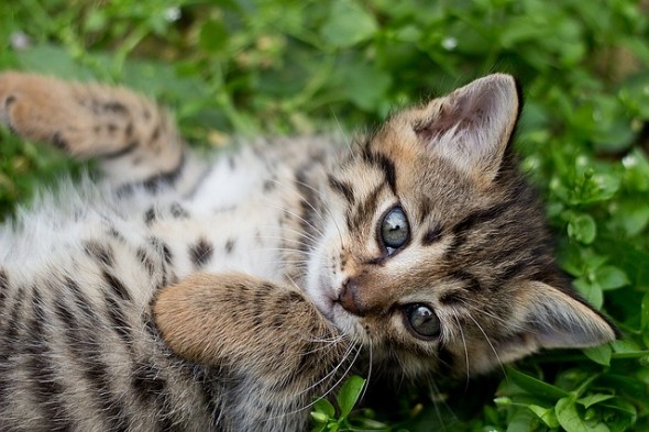 tabby-kitten-1517475_640